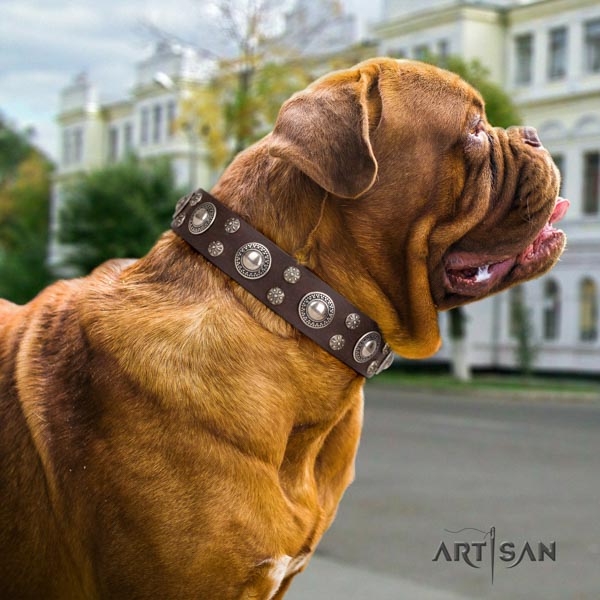 Dogue de Bordeaux incredible full grain leather collar for walking