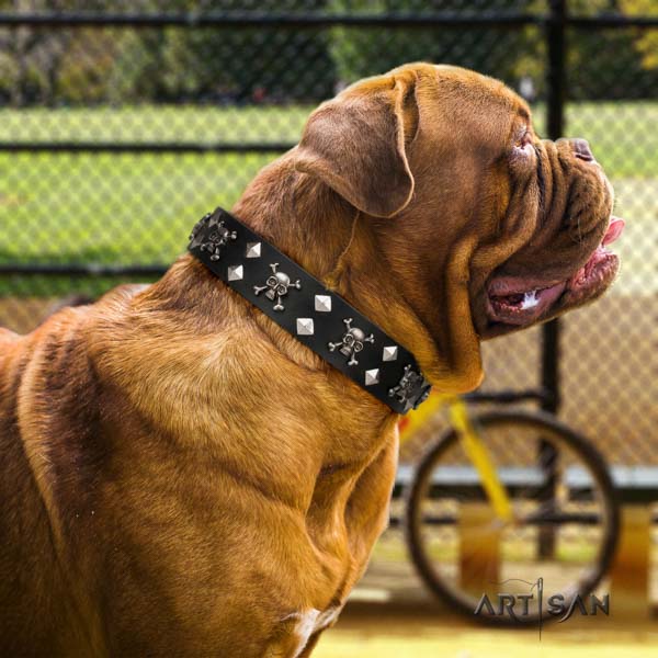 Dogue de Bordeaux trendy leather collar for daily walking