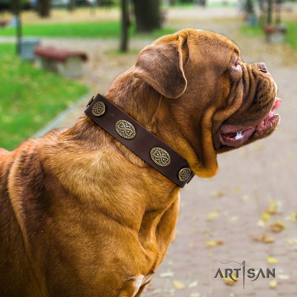 Dogue de Bordeaux amazing genuine leather collar for everyday use