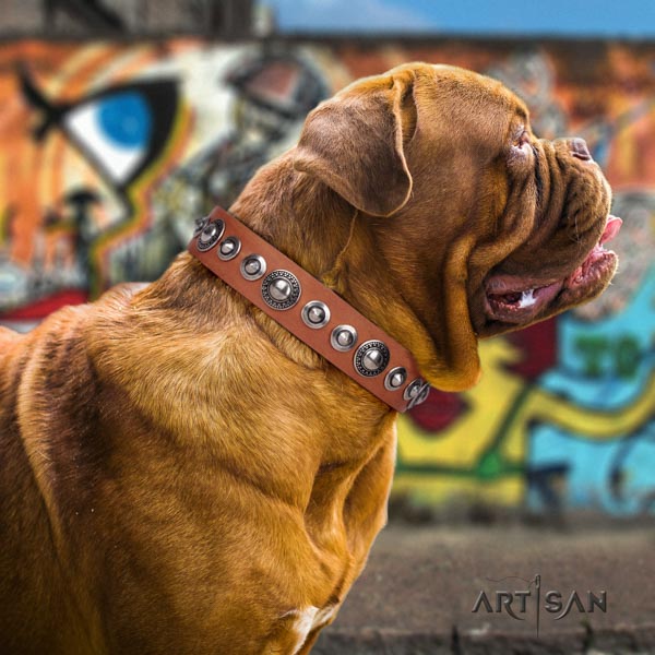 Dogue de Bordeaux fashionable full grain leather collar for everyday use