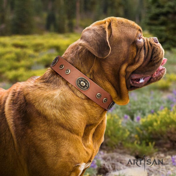 Dogue de Bordeaux stylish design full grain leather collar for fancy walking