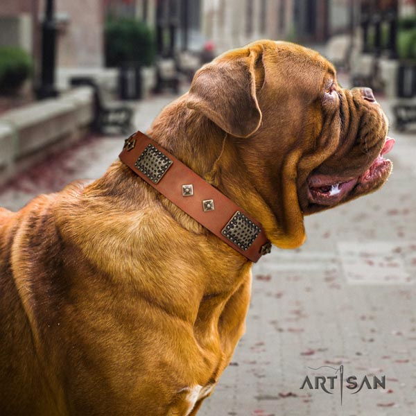 Dogue de Bordeaux extraordinary full grain natural leather collar for basic training