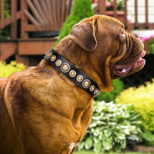 Dogue de Bordeaux trendy genuine leather collar for everyday use