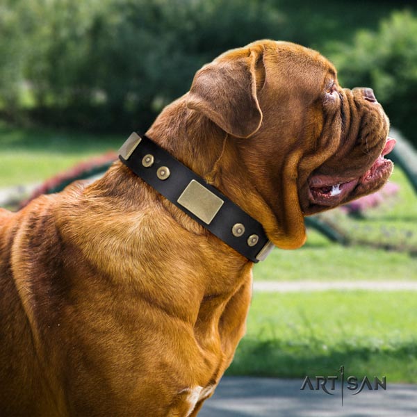 Dogue de Bordeaux stylish design full grain leather collar for daily use