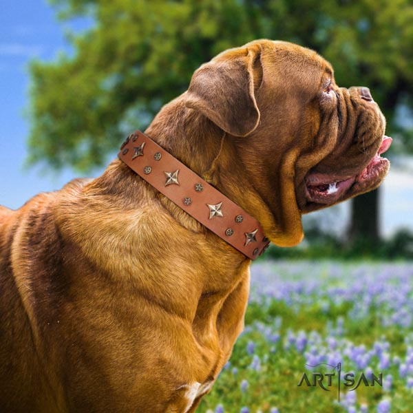 Dogue de Bordeaux remarkable natural genuine leather collar for daily walking