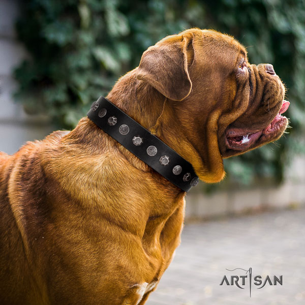 Dogue de Bordeaux adorned full grain natural leather dog collar for your handsome dog