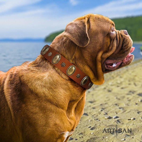 Dogue de Bordeaux studded natural genuine leather dog collar for your attractive dog