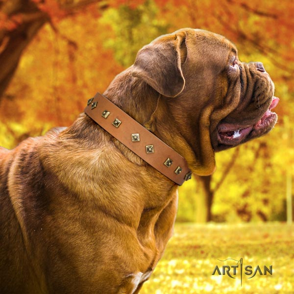 Dogue de Bordeaux exquisite full grain natural leather collar for everyday use