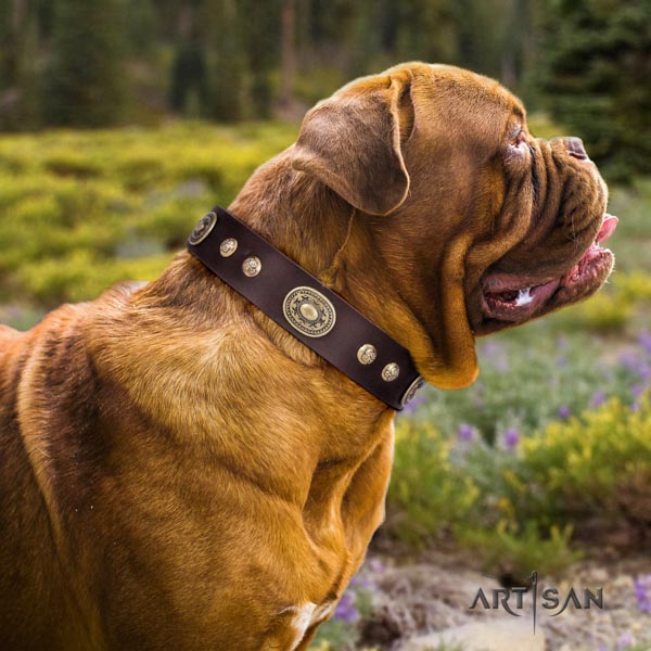 Dogue de Bordeaux awesome leather collar for daily walking