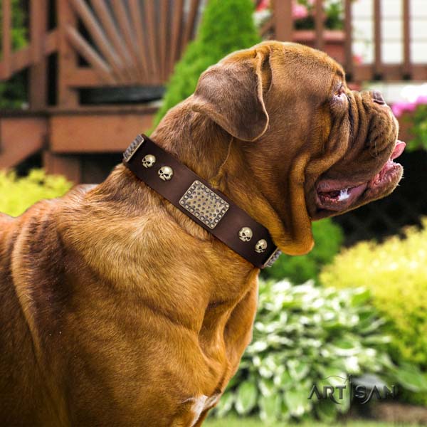 Dogue de Bordeaux exceptional genuine leather collar for stylish walking