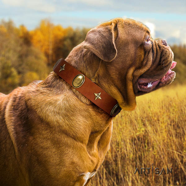 Dogue de Bordeaux studded leather dog collar for your stylish four-legged friend