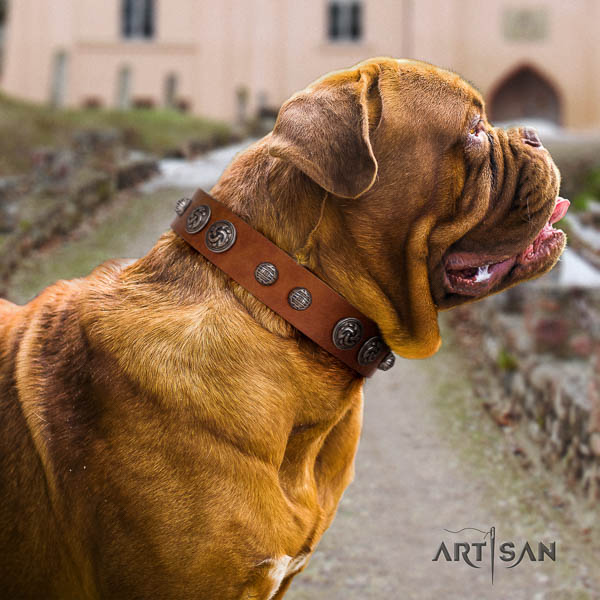 Dogue de Bordeaux adorned full grain genuine leather dog collar for your handsome canine