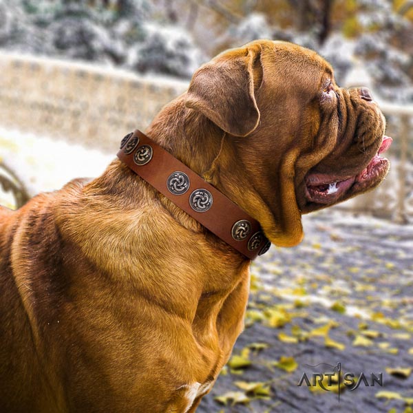 Dogue de Bordeaux full grain natural leather dog collar with embellishments for your handsome pet