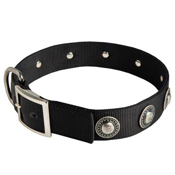 Dogue de Bordeaux Dog Nylon Collar Steel Nickel Plated Conchos