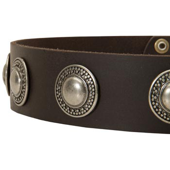 Leather Dog Collar with Conchos for   Dogue de Bordeaux