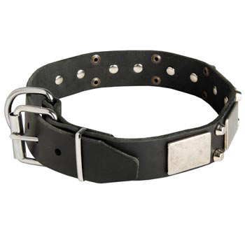 Leather Buckle Collar for Dogue de Bordeaux Walking