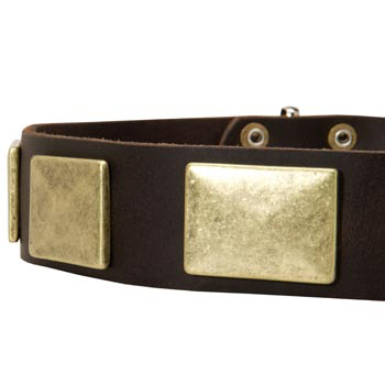 Leather Dog Collar with Massive Brass Plates for Dogue de Bordeaux