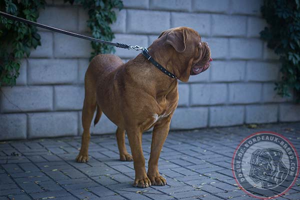 Leather collar with nickel spikes for Dogue de Bordeaux walking