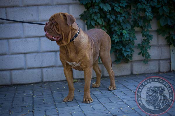 Leather Dogue de Bordeaux collar with nickel studs for daily activities