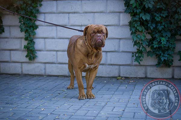 Fantastic leather Dogue de Bordeaux collar with brass spikes 