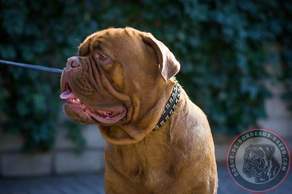 Leather Dogue de Bordeaux collar decorated with studs for daily activities