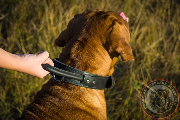 Perfect Dogue de Bordeaux collar for training and walking