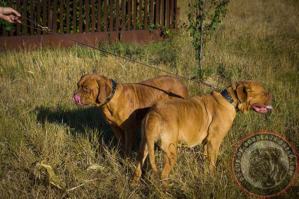 Dogue de Bordeaux collar with decorations for walking and training