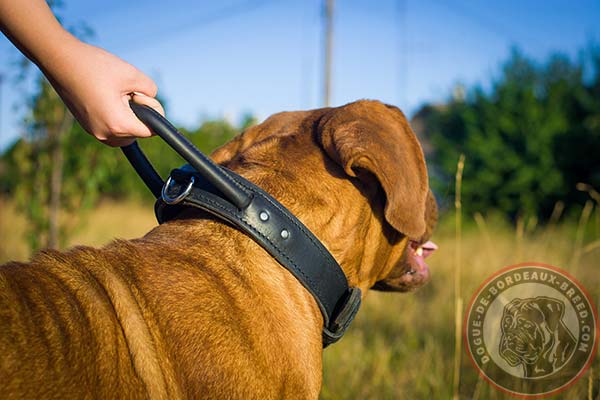 Fantastic leather Dogue de Bordeaux collar for everyday training