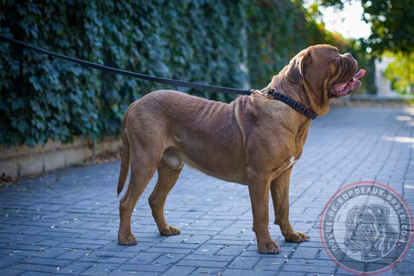 Amazing leather Dogue de Bordeaux collar with strong hardware 