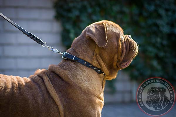 Leather Dogue de Bordeaux collar with fancy spikes