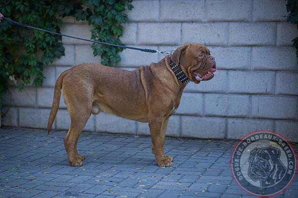 Fantastic design leather Dogue de Bordeaux collar 