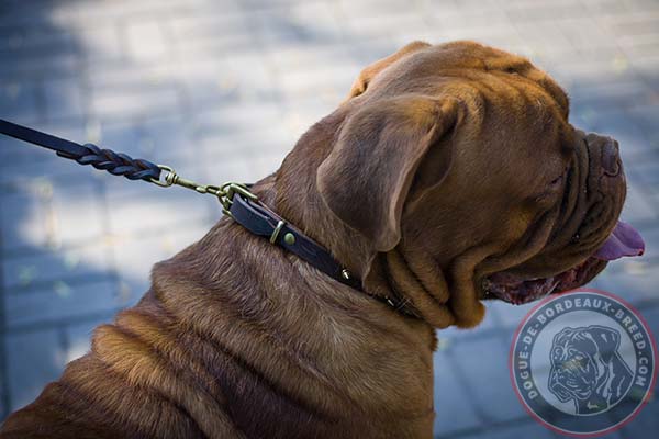 Leather Dogue de Bordeaux collar with brass spikes for professional use