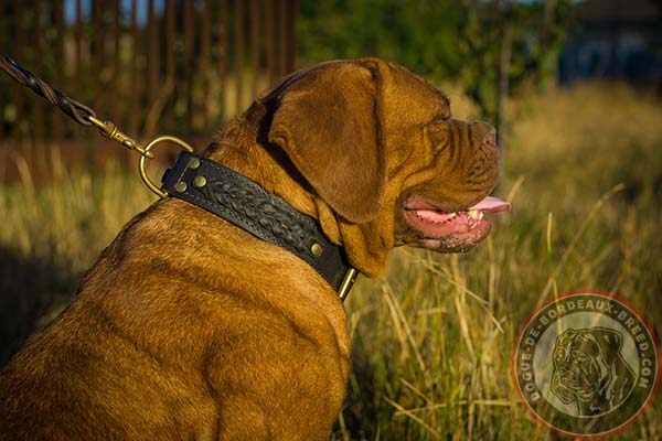 Awesome leather Dogue de Bordeaux collar with braids