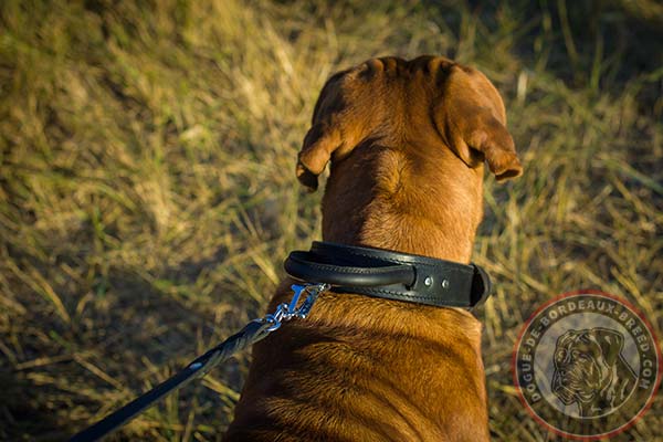 Dogue de Bordeaux leather collar with rust proof hardware