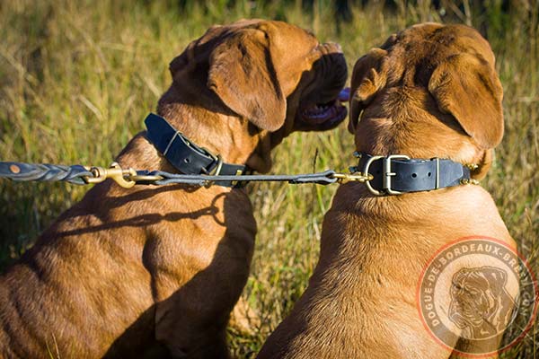 Leather decorated Dogue de Bordeaux collar with brass buckle