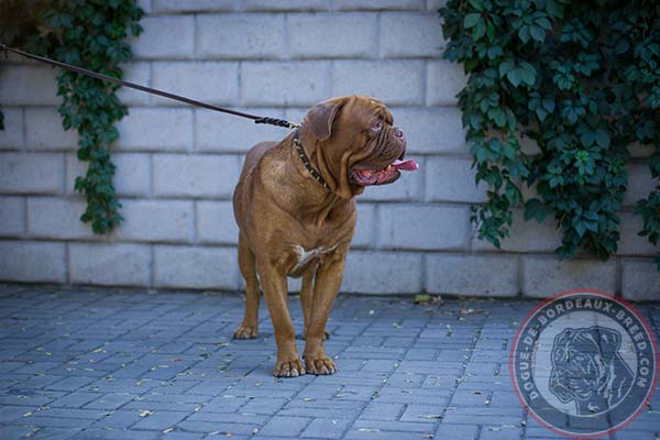 Leather Dogue de Bordeaux collar with brass spikes for daily walks