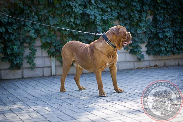 Fantastic leather Dogue de Bordeaux collar with decorations