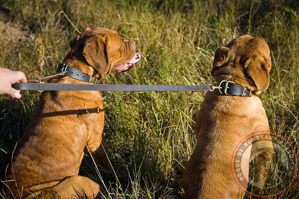 Leather Dogue de Bordeaux decorated collar with brass hardware