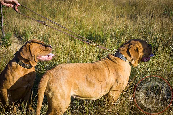 Dogue de Bordeaux collar with brass plates for everyday use