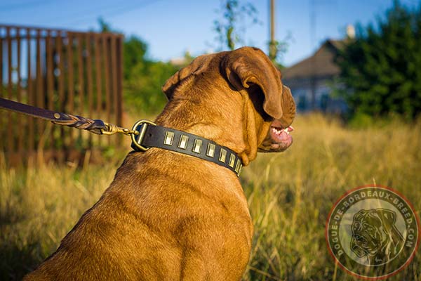 Dogue de Bordeaux collar with brass plates for everyday use