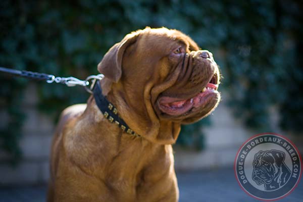 Leather Dogue de Bordeaux collar with brass studs for walking