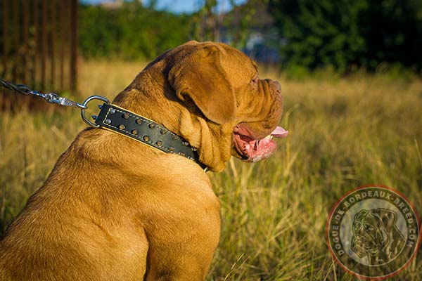 Fantastic Dogue de Bordeaux leather collar with nickel decorations