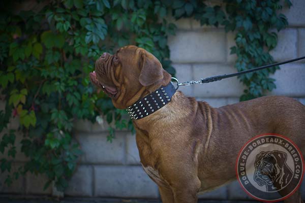 Dogue de Bordeaux collar with five rows of pyramids and spikes