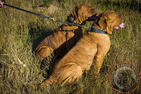 Leather Dogue de Bordeaux collar with hand set plates for walking