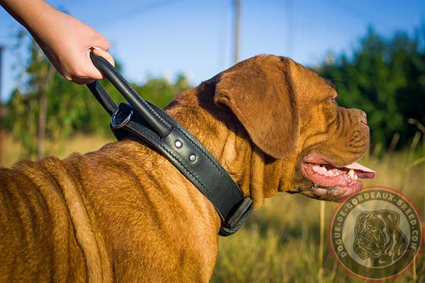 Comfortable leather Dogue de Bordeaux collar with handle 