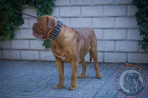 Extra wide leather Dogue de Bordeaux collar 