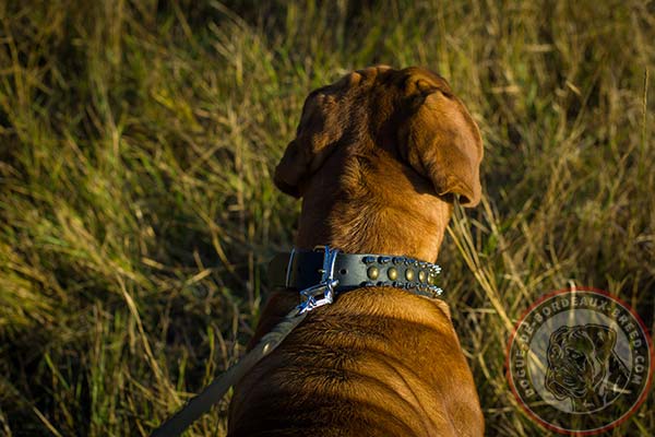 Decorated Dogue de Bordeaux collar with nickel plated buckle