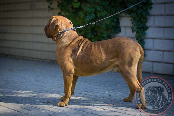 Awesome leather Dogue de Bordeaux collar with spikes 