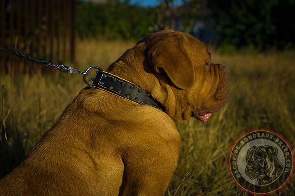 Stylish leather Dogue de Bordeaux collar with spikes