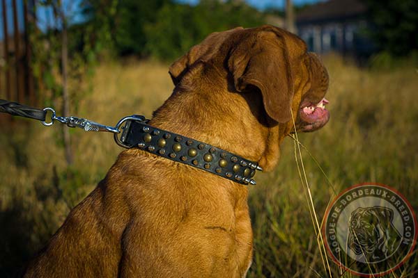 Amazing Dogue de Bordeaux collar with nickel spikes and brass studs